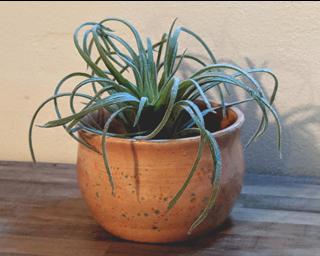 A bright little summer planter for your table.