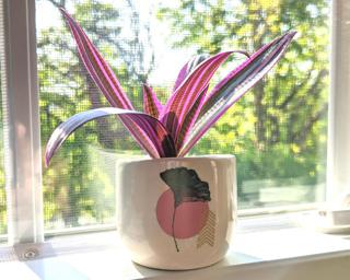 A sweet little planter for your window sill.